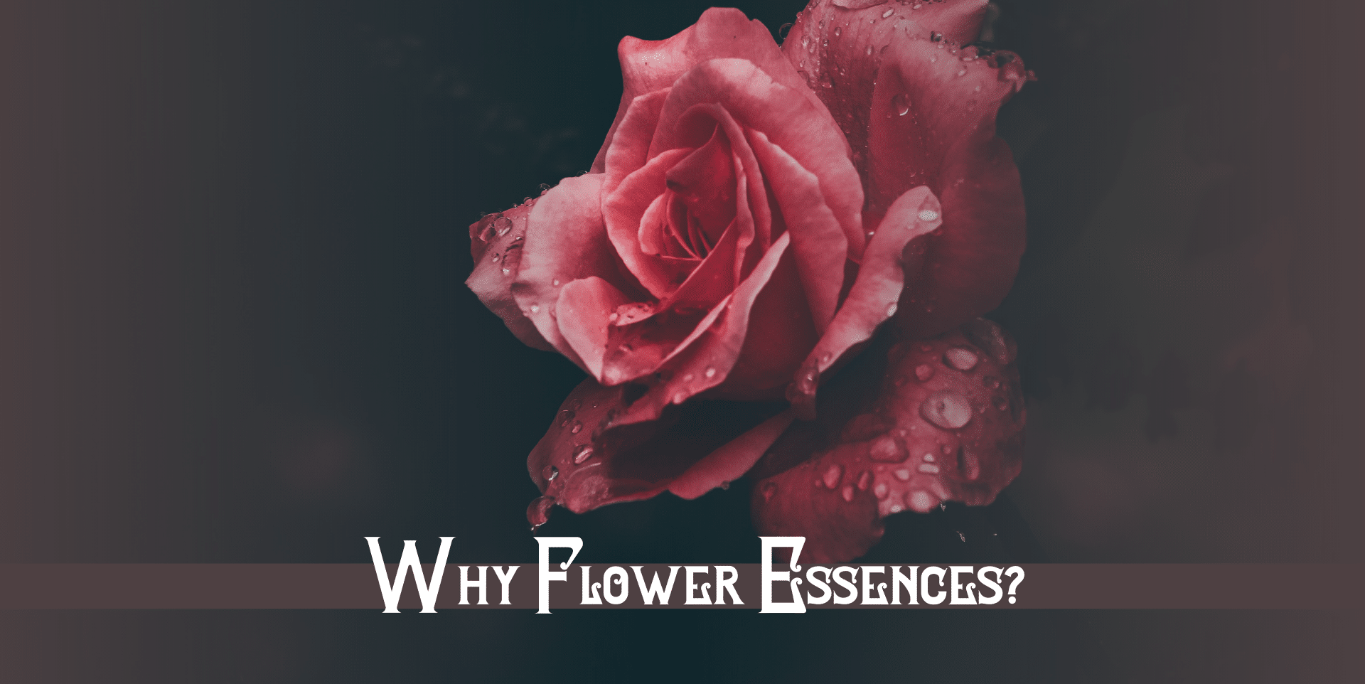Why Flower Essences?