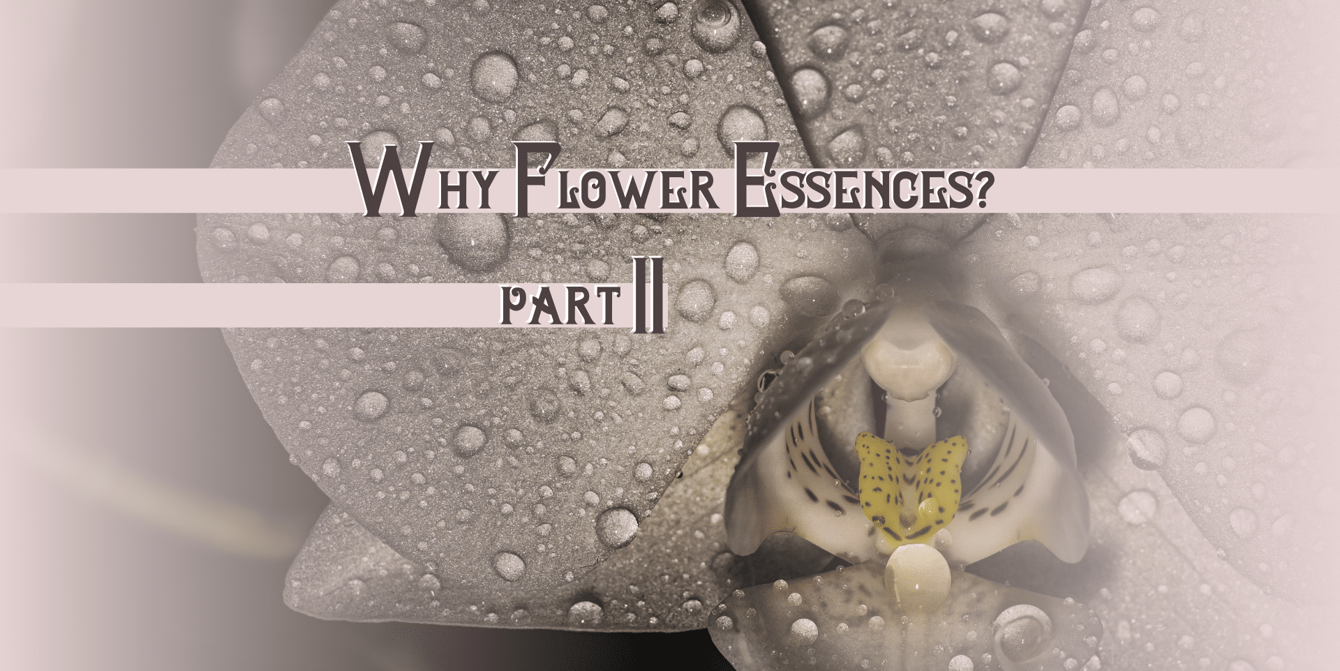 Why Flower Essences? Part II