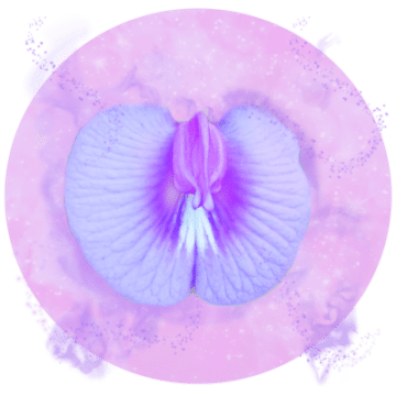 Spurred Butterfly Pea Essence