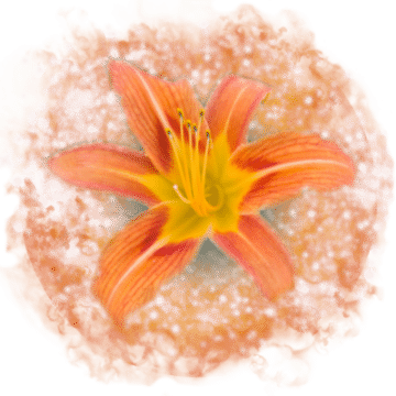 Day Lily Essence
